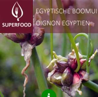 Picture of Egyptian onion
