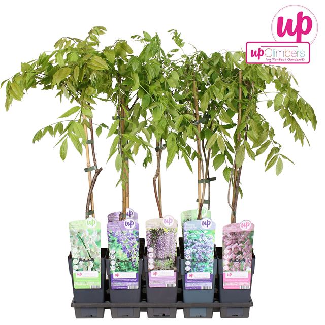 Picture of Wisteria mix