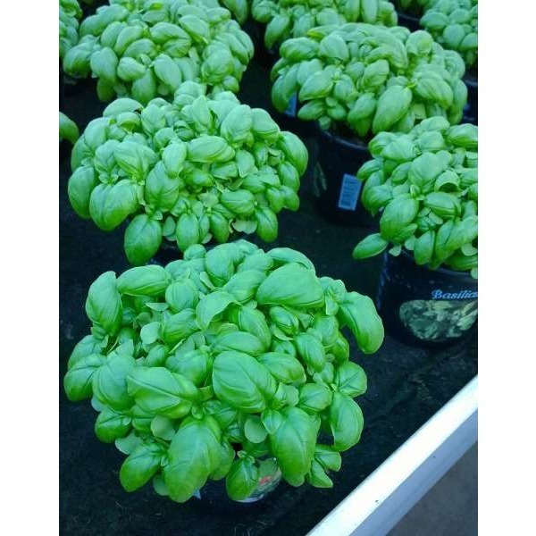 Picture of Basilicum - basil