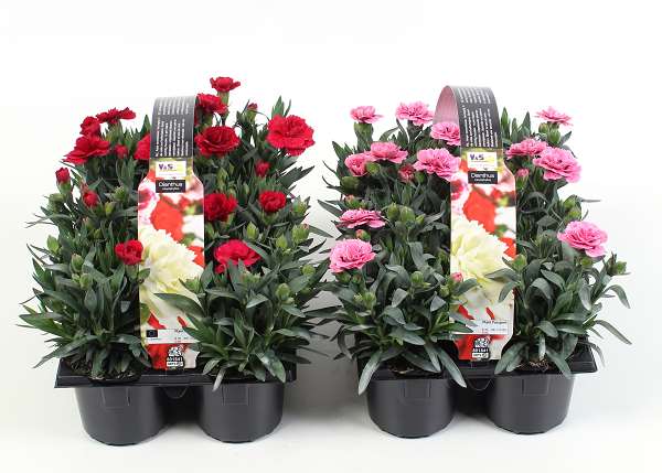 Picture of DIANTHUS CARYOPHYLLUS MIX 06-PACK
