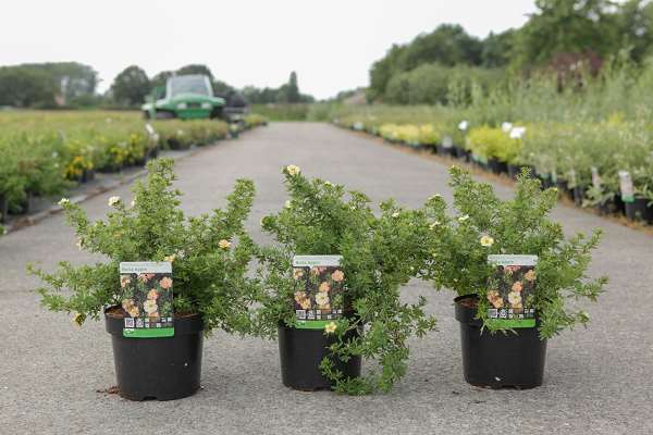 Picture of POTENTILLA FRUTICOSA BELLA APPLE