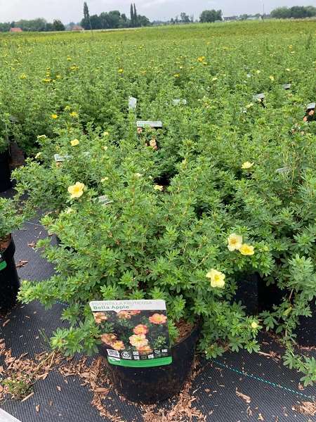 Picture of POTENTILLA FRUTICOSA BELLA APPLE