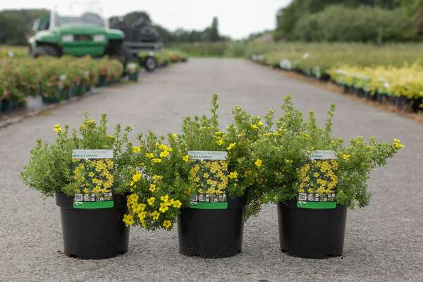 Picture of POTENTILLA FRUTICOSA BELLA LINDSEY