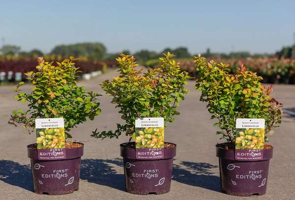 Picture of BERBERIS THUNBERGII LIMONCELLO