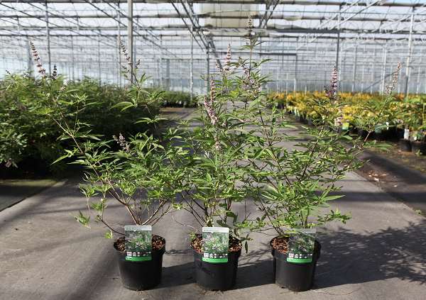 Picture of Vitex agnus-castus pink pinnacle