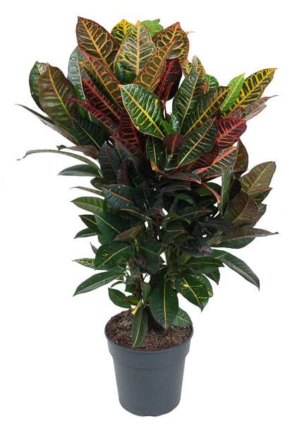 Picture of CODIAEUM PETRA BRANCHED