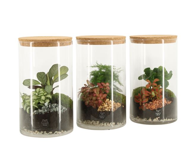 Picture of Terrarium arrangement