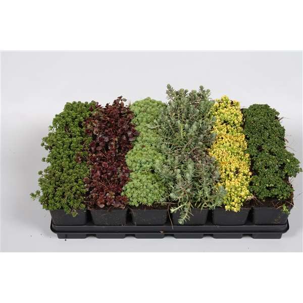 Picture of SEDUM MIX