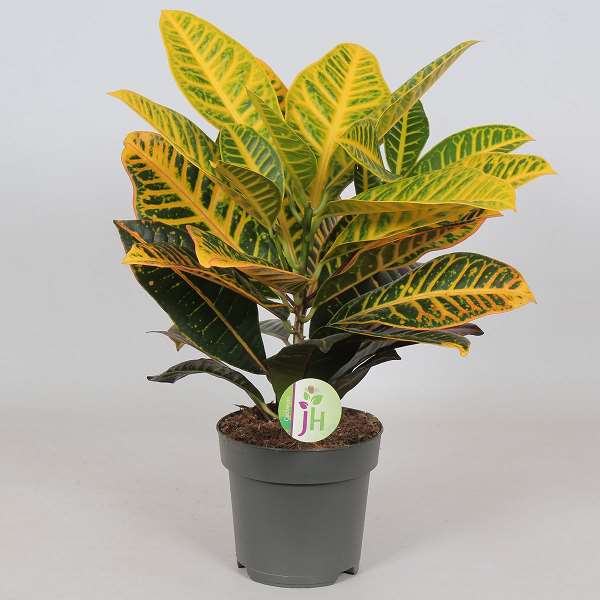 Picture of Codiaeum petra