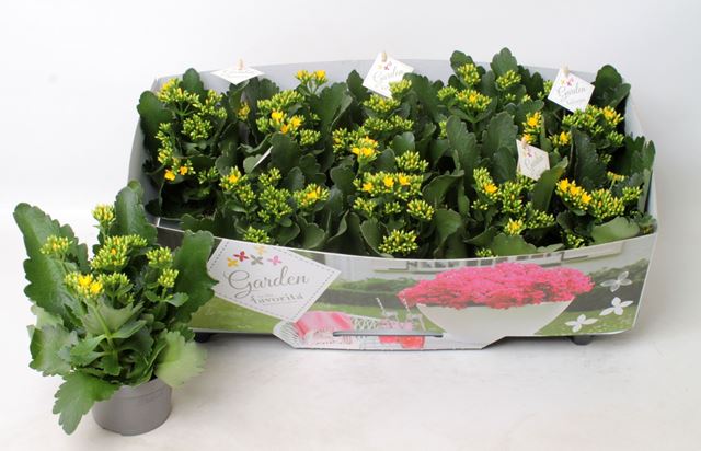 Picture of KALANCHOE GARDEN FAVORITA YELLOW