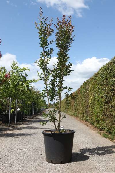 Picture of LAGERSTROEMIA INDICA NEIGE D'ETE