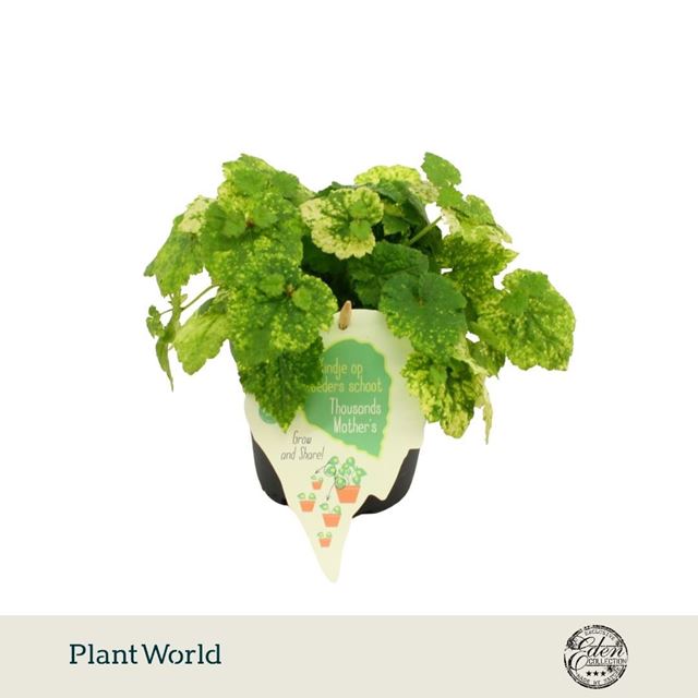 Picture of Tolmiea menziesii