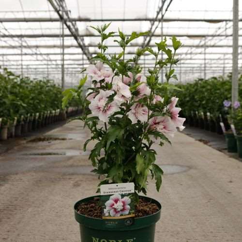 Picture of HIBISCUS SYRIACUS STARBURST CHIFFON