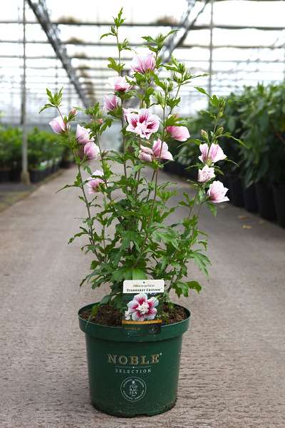 Picture of HIBISCUS SYRIACUS STARBURST CHIFFON