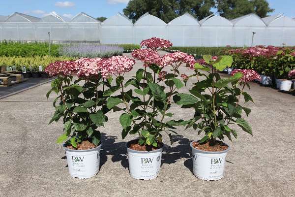 Picture of HYDRANGEA ARBORESCENS SWEET ANNABELLE