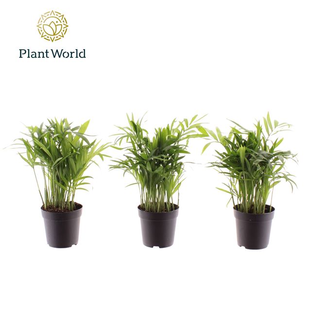 Picture of Chamaedorea elegans