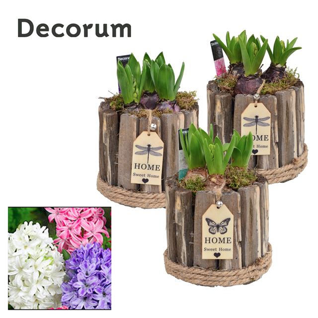 Picture of HYACINTHUS 03BULBS IN WOODEN POT