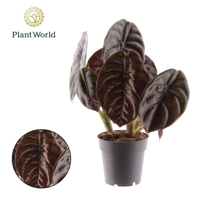 Picture of ALOCASIA RED SECRET