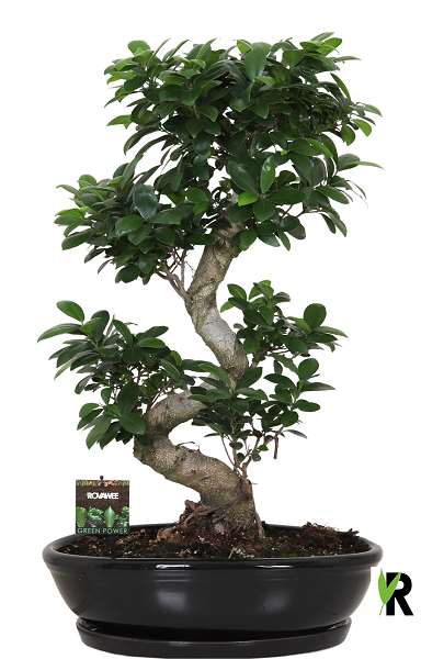 Picture of Ficus microcarpa ginseng s-type in black ceramic