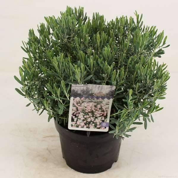 Picture of ANDROMEDA POLIFOLIA BLUE ICE