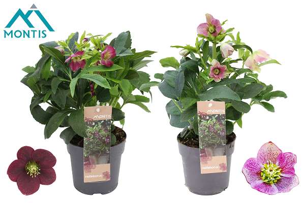 Picture of Helleborus orientalis mix