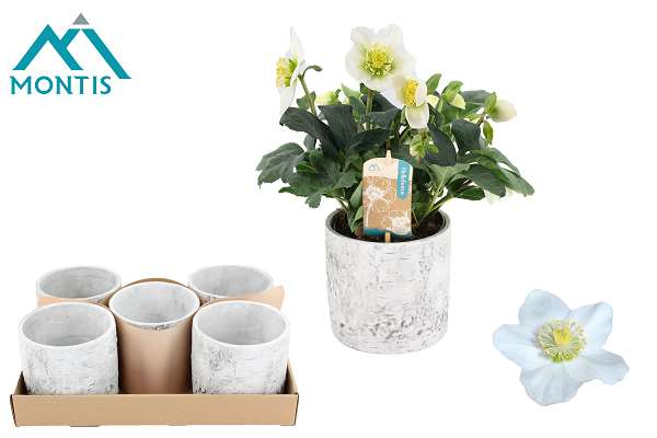 Picture of Helleborus christmas carol wooden pot