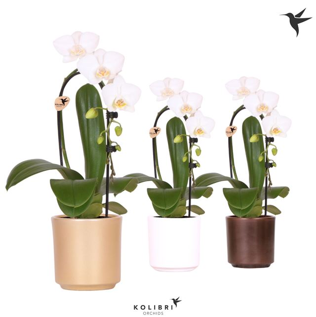 Picture of PHALAENOPSIS NIAGARA FALL WHITE IN CERAMIC