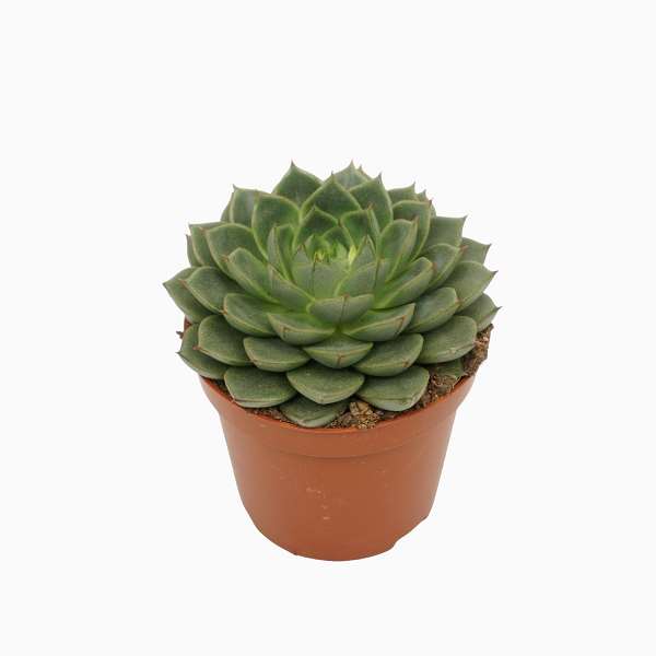 Picture of Echeveria fabiola