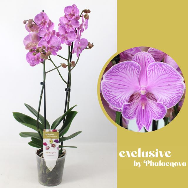 Picture of PHALAENOPSIS 02-STEM LAURA