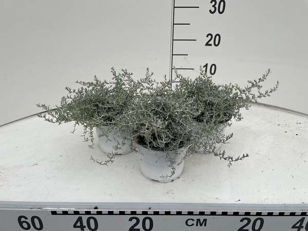 Picture of HELIFRESCO