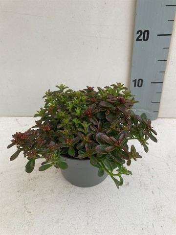Picture of Sedum spot on deep rose