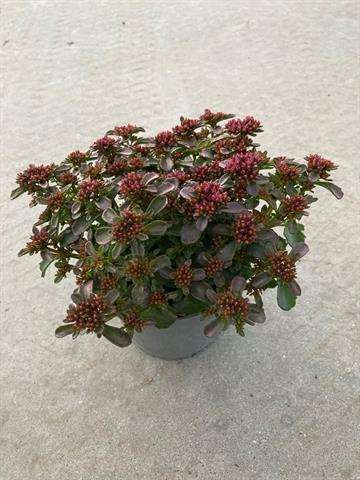 Picture of SEDUM SPOT ON DEEP ROSE