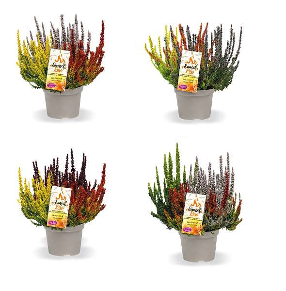 Picture of CALLUNA GARDEN GIRLS SUNSET FIRE TRIO