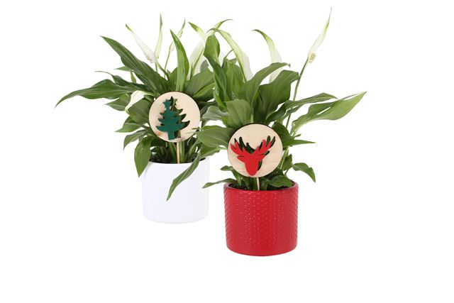 Picture of SPATHIPHYLLUM XMAS IN CERAMIC