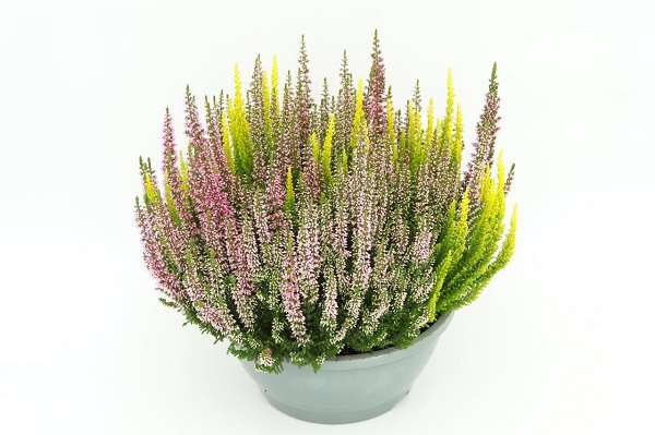 Picture of CALLUNA VULGARIS BEAUTY LADIES TRIO BOWL