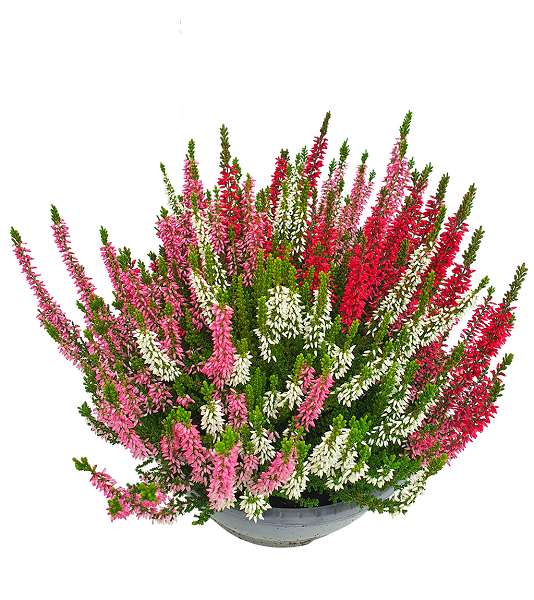 Picture of CALLUNA VULGARIS BEAUTY LADIES TRIO BOWL