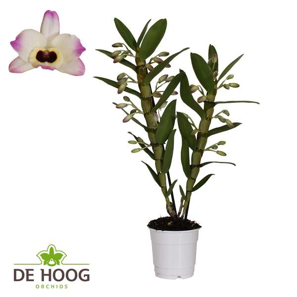Picture of DENDROBIUM NOBILE 02-STEM SUNNY EYES