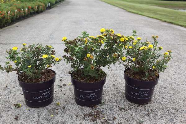 Picture of POTENTILLA FRUTICOSA CITRUS TART