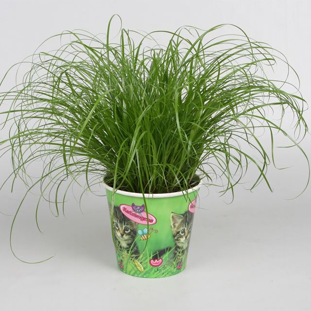 Picture of CYPERUS ZUMULA (CATGRASS) POTCOVER