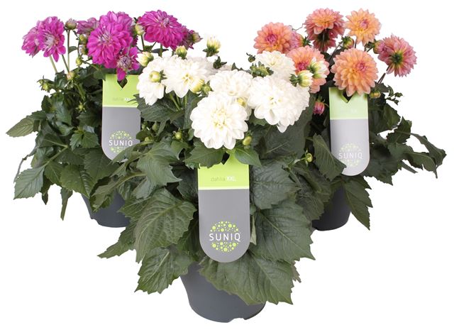 Picture of DAHLIA SUNIQ XXL - 4 COLOURS PER SHELVE
