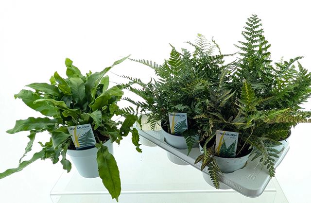 Picture of Ferns (outdoor) mix