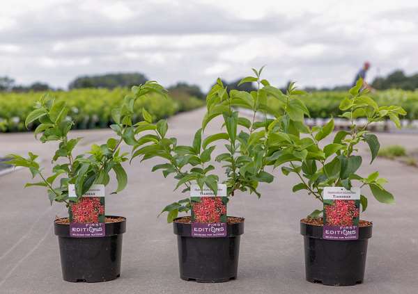 Picture of HEPTACODIUM MICONIOIDES TIANSHAN