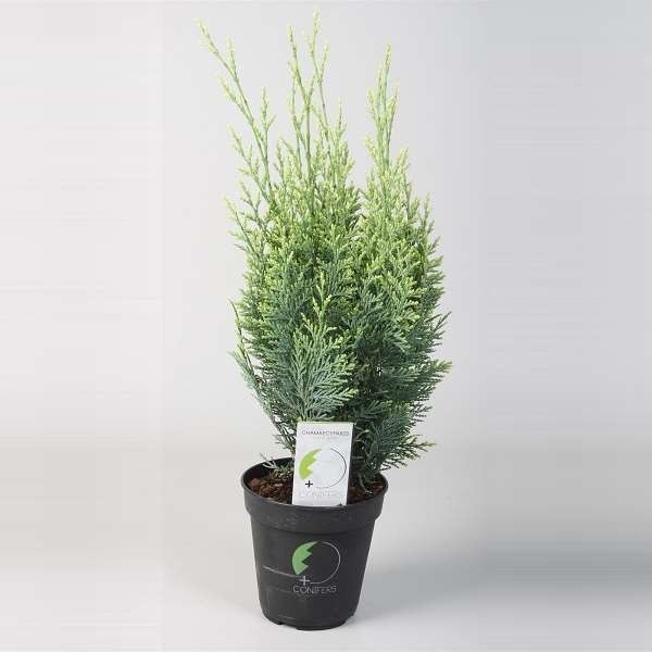 Picture of CHAMAECYPARIS LAWSONIANA WHITE SPOT