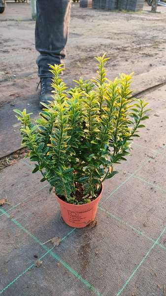 Picture of EUONYMUS MICROPHYLLUS GOLD