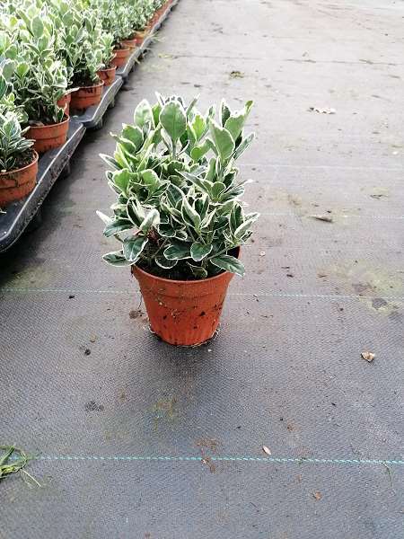 Picture of EUONYMUS JAPONICA KATHY