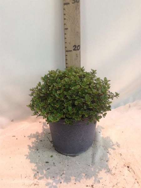 Picture of Thymus serpyllum