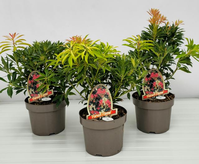 Picture of PIERIS JAP. FOREST FLAME