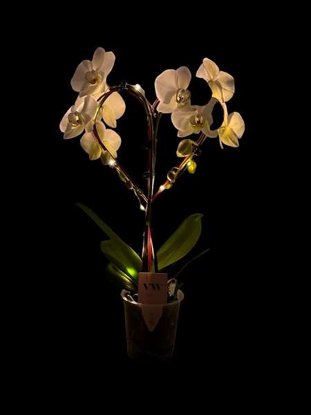 Picture of PHALAENOPSIS 02-T HEART WHITE WITH LED LIGHTS