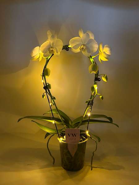 Picture of PHALAENOPSIS 02-STEM HOOP WHITE WITH LED LIGHTS