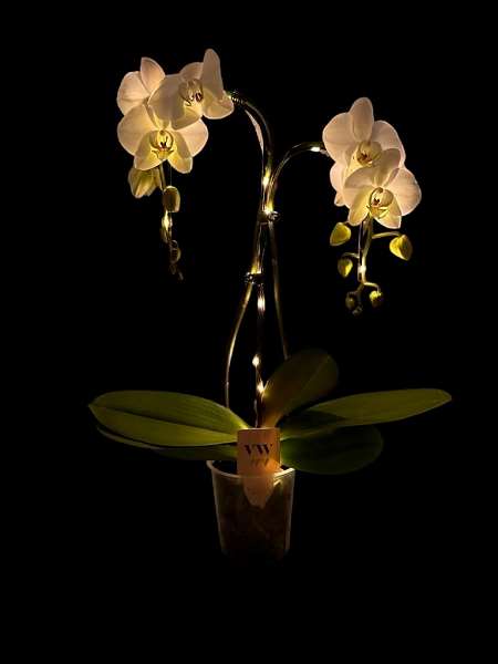 Picture of PHALAENOPSIS 02-STEM UMBRELLA WHITE+LED LIGHTS